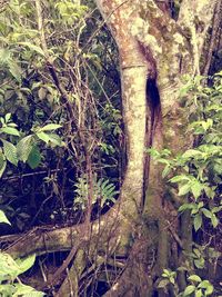 Low angle view of elephant on tree