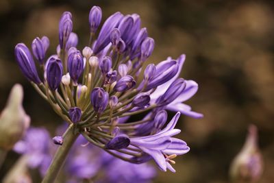 Close-up of purple flowering plant