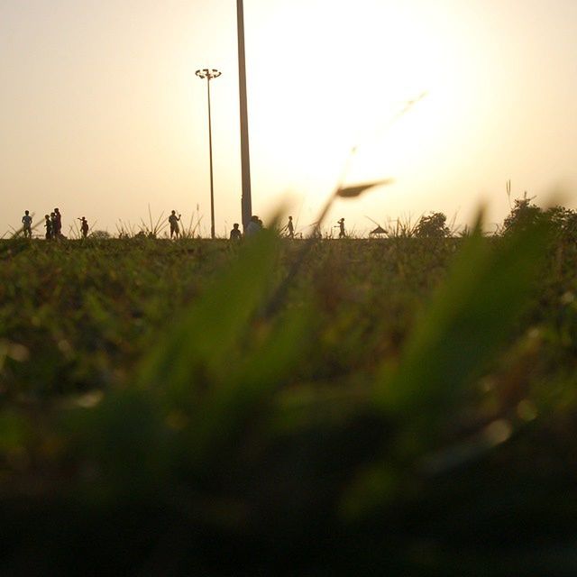 grass, field, sunset, tranquil scene, landscape, growth, tranquility, sky, nature, sun, grassy, beauty in nature, silhouette, scenics, clear sky, sunlight, plant, outdoors, tree