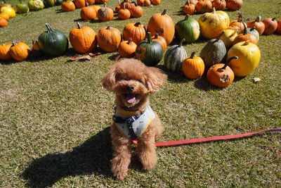 High angle view of dog and pumpkins on field