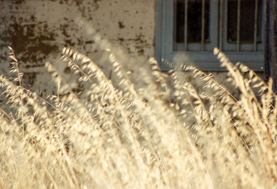 Close-up of window