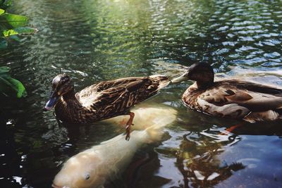 Ducks swimming in water