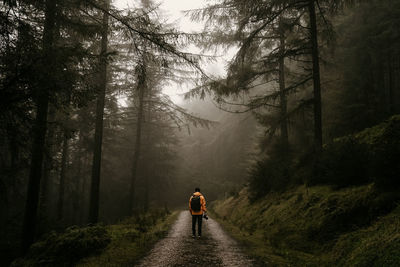 Rear view of person walking on footpath in forest