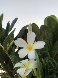 Close-up of white flowering plant against clear sky