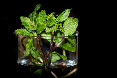 Close-up of green plant against black background