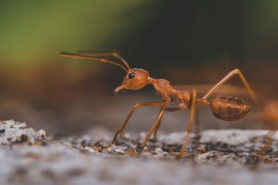 Close-up of ant