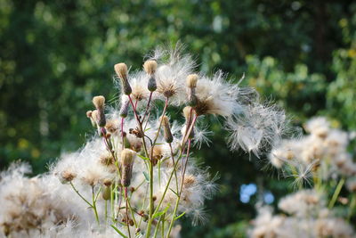 Close-up of white dandelion flower