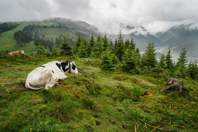 View of an animal on landscape