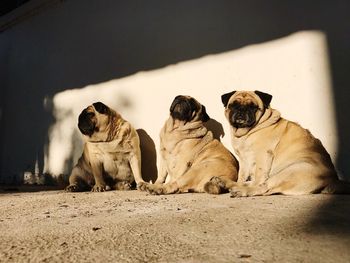 Pugs sitting on road against wall