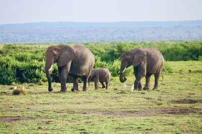 Group of elephant walking in the savannah