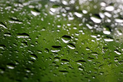 Full frame shot of raindrops on leaves