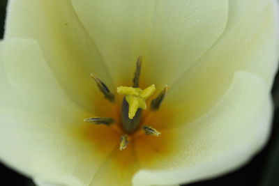 Close-up of white flower