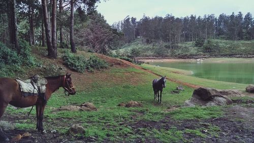 Horses standing on field at forest
