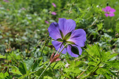 plant