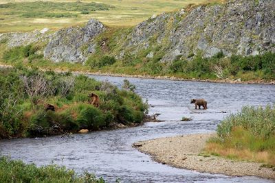 View of sheep in river