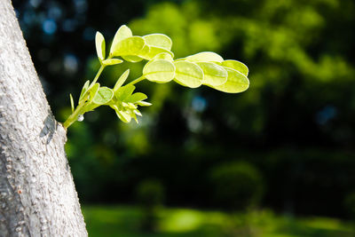 Close-up of fresh green leaves on tree trunk