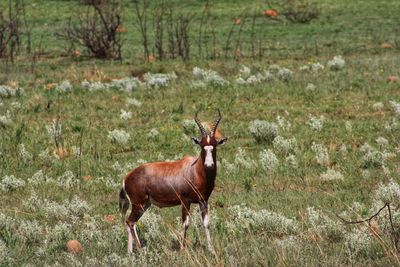 Side view of bontebok standing on grassy field during sunny day