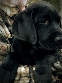 Close-up of dog looking away