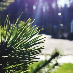 Close-up of pine tree