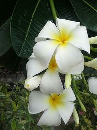 Close-up of flowers