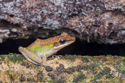 Close-up of lizard