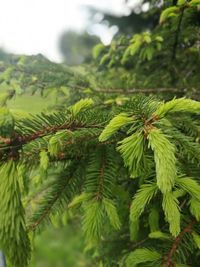 Close-up of pine tree