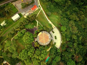 High angle view of plant by trees