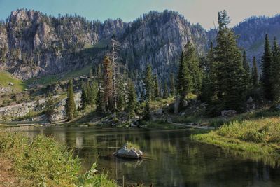 Scenic view of lake by trees in forest