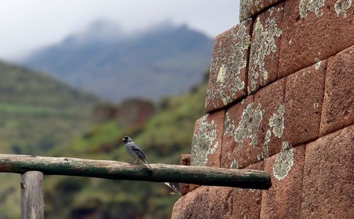 Close-up of bird perching on a wall