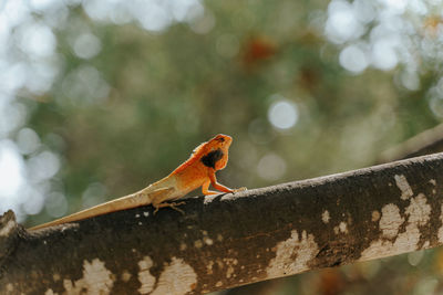 Lizard calotes versicolor sunbathing on the branch of a tree in koh tao, thailand