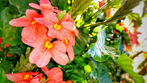 Close-up of flowers blooming outdoors