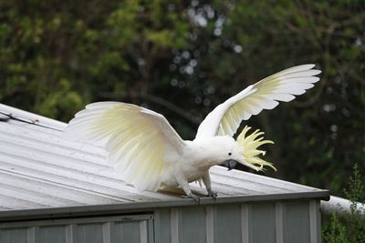 White bird flying