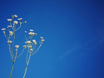 Low angle view of flowers against clear blue sky