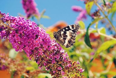 Close-up of butterfly on pink lantana camara during sunny day