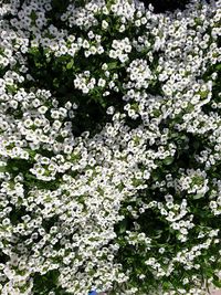 Close-up of white flowering plants on field