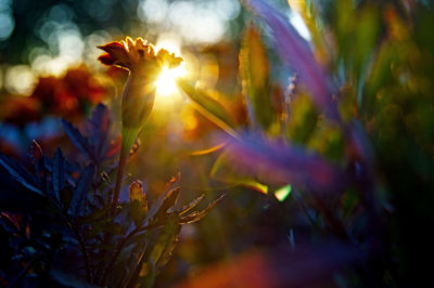 Close-up of sun shining through plant