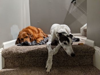 Dogs relaxing