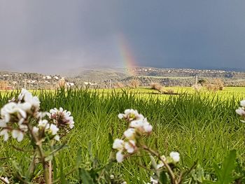 Flowers on field against rainbow in sky