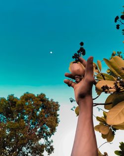 Low angle view of hand holding cashew against clear blue sky