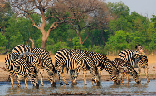 Zebras drinking water