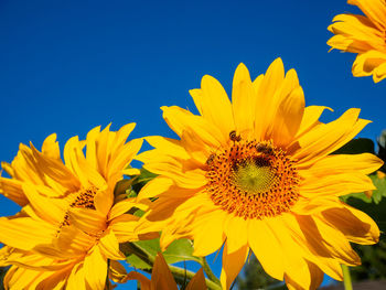 Close-up of bee on sunflower blooming against clear sky