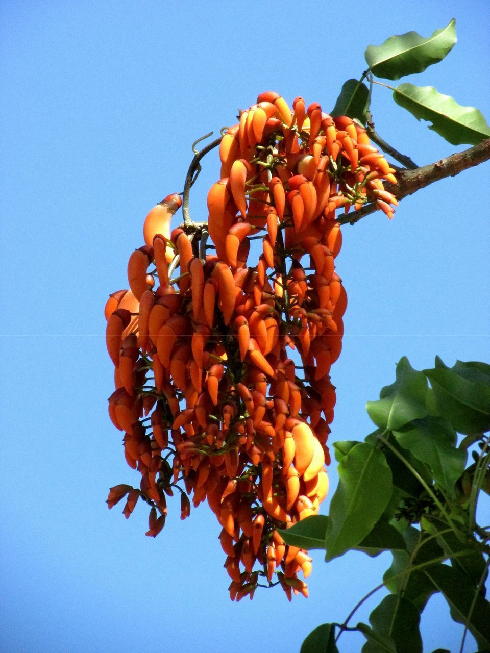 LOW ANGLE VIEW OF ORANGE FLOWERS AGAINST SKY