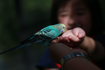 Cropped hand of person feeding budgerigar in darkroom