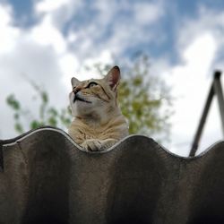 Close-up of a cat against sky