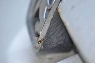 Close-up of flies on metal