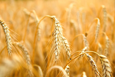 crop