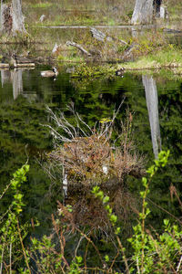 Close-up of plants in lake