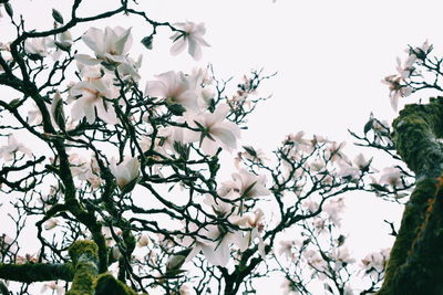 Low angle view of flowers blooming on tree