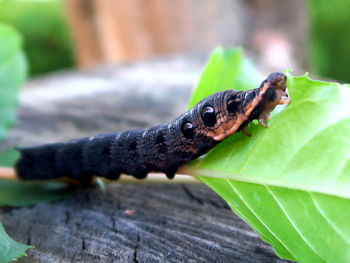 Close-up of insect on leaf