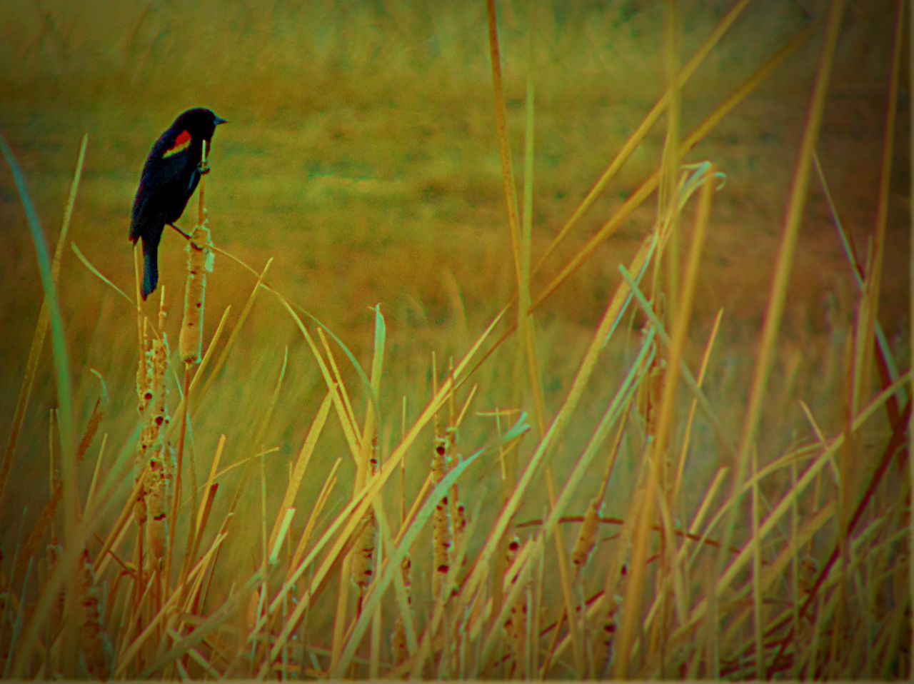 Red-winged blackbird